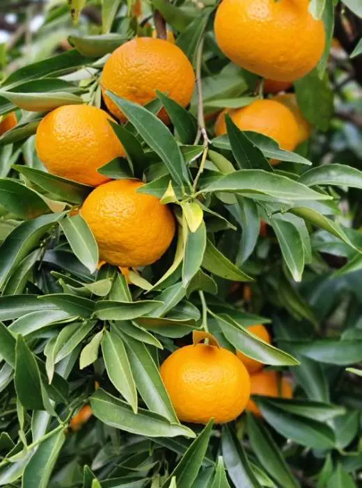 Laranjas maduras no ramo, no pomar