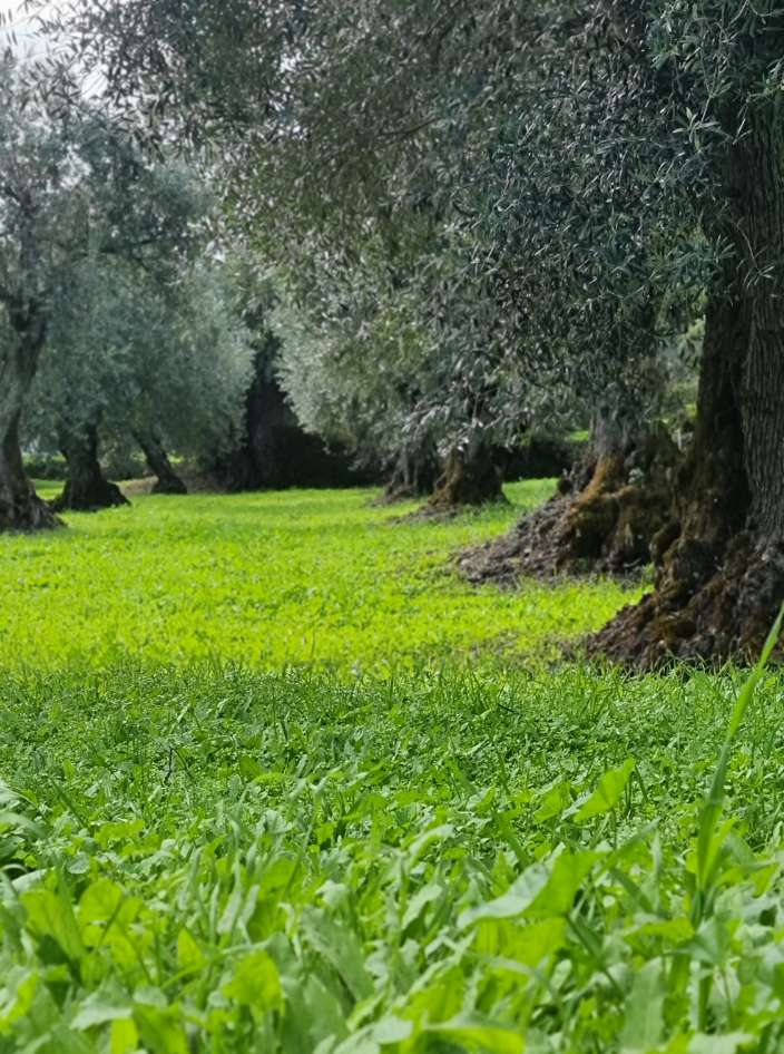 Oliveiras antigas na erva verde e densa da primavera
