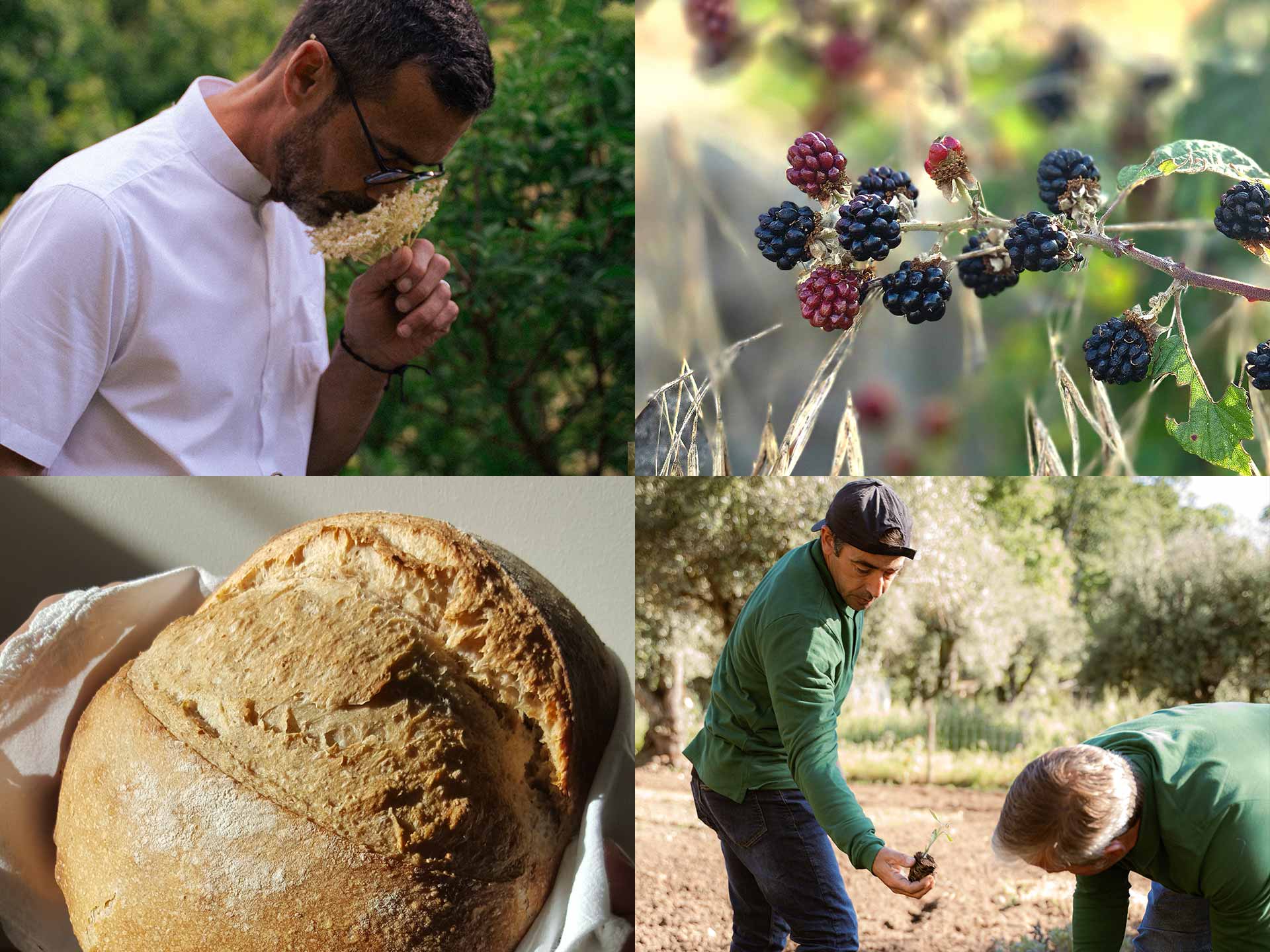 Quatro imagens: cheirar uma erva, amoras silvestres a amadurecer, um pão de fermentação natural e alguém a colher no olival
