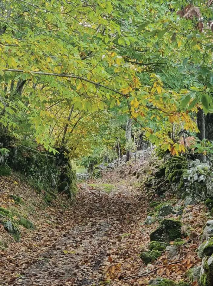 Um caminho coberto de folhas a entrar no bosque, entre muros de pedra com musgo