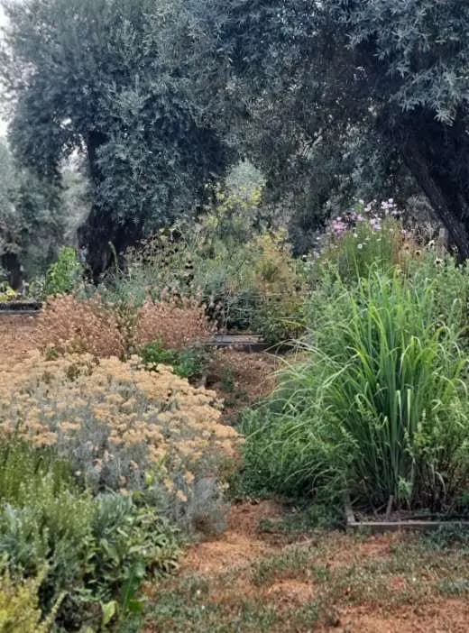 O jardim aromático: alfazema, santolina e gramíneas sob oliveiras velhas