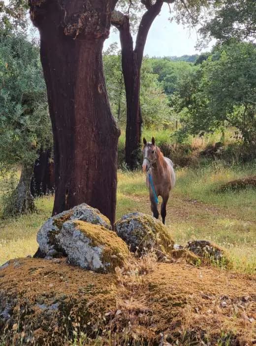 Um cavalo a caminhar entre sobreiros e rochas de granito cobertas de líquen
