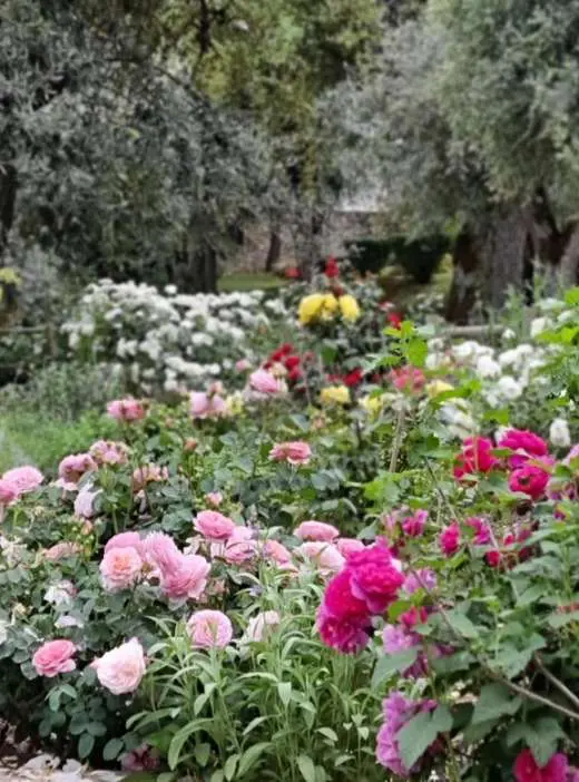 O jardim de flores de corte em flor, rosas cor-de-rosa e carmesim sob as oliveiras