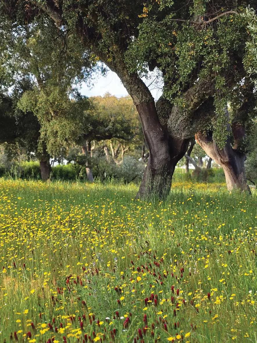 Flores silvestres amarelas a cobrir a erva sob as oliveiras velhas