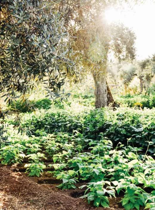 Fileiras de hortaliças a crescer sob as oliveiras na horta biológica