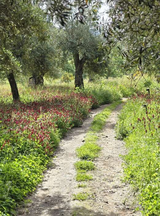 Um caminho entre oliveiras, com flores silvestres carmesim na berma