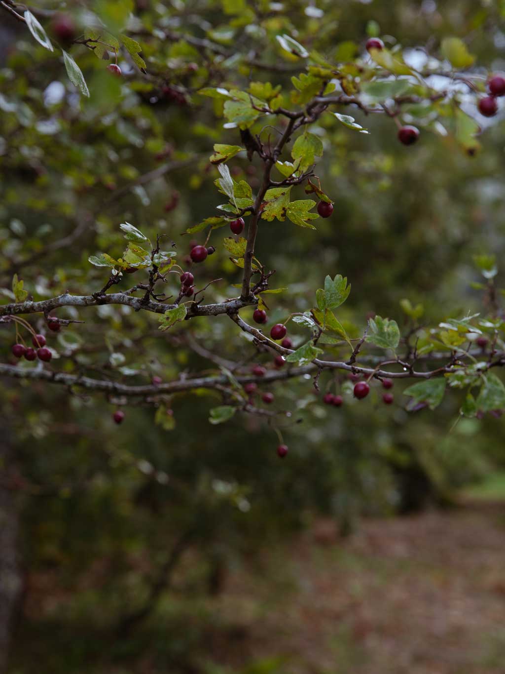 red berries