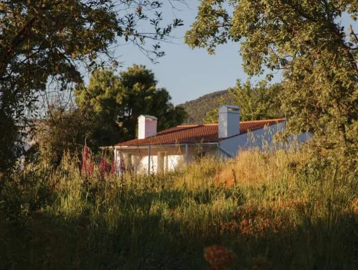 A Casa Oliveira na luz do fim da tarde, por trás de ervas altas