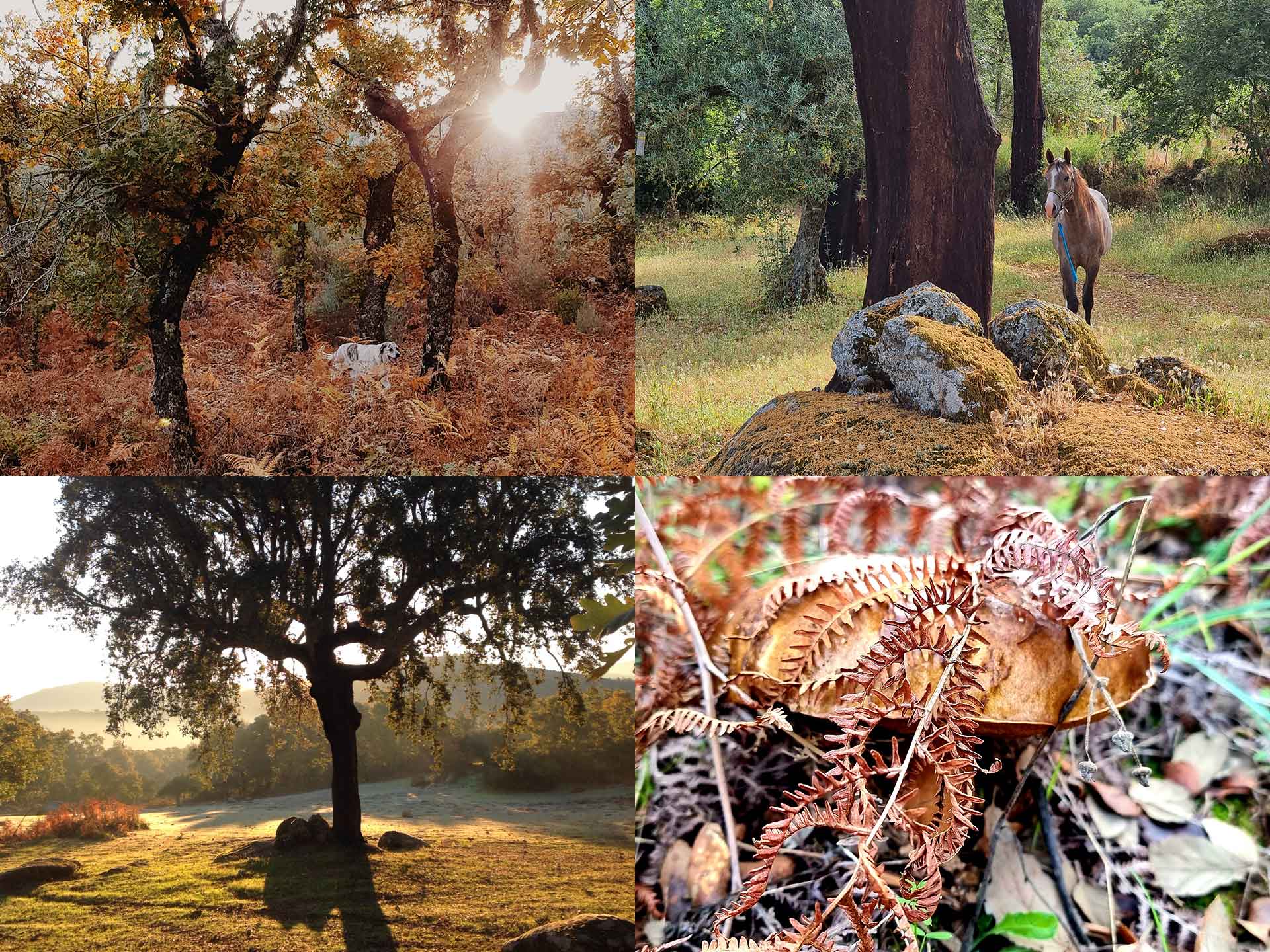 Quatro imagens do bosque: sol baixo entre sobreiros, um cavalo entre rochas, uma árvore solitária ao amanhecer e folhas secas no chão