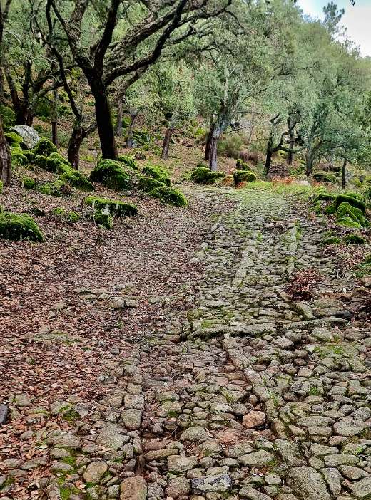 Um caminho pedregoso a subir por um olival, entre rochas cobertas de musgo